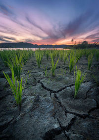 Plants growing on field against sky during sunset