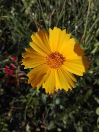 Close-up of yellow flower