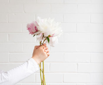 Close-up of hand holding flower against white wall