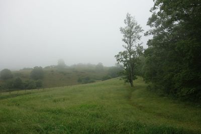 Trees on field against sky