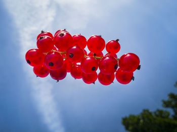 Low angle view of red berries against blue sky