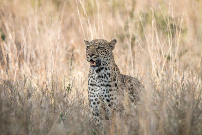 Leopard standing on grassy field at forest