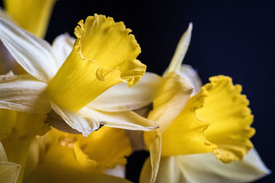 Close up of yellow flower