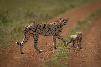 Full length of cheetah on land