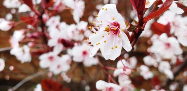 Close-up of cherry blossom