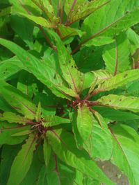 Close-up of leaves