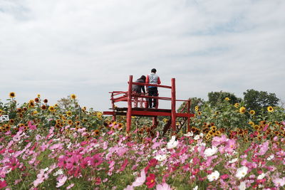 Pink flowering plants on field against sky