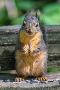 Close-up of squirrel sitting outdoors