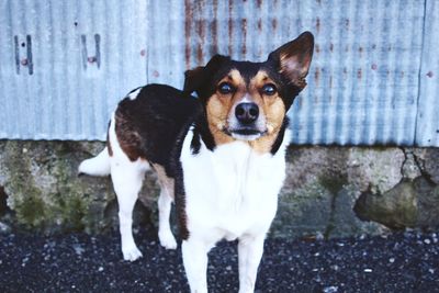 Portrait of dog standing outdoors