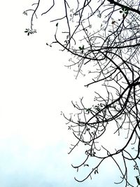 Low angle view of bare tree against sky