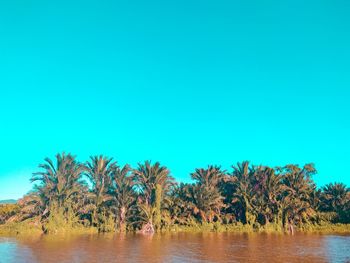 Trees by lake against clear blue sky