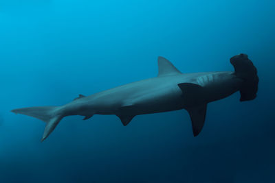 View of fish underwater