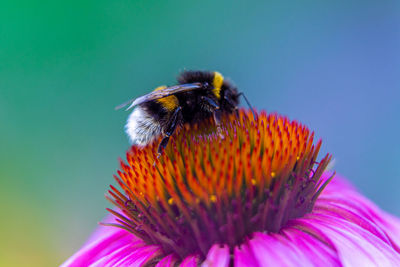 Close-up of bee pollinating on flower