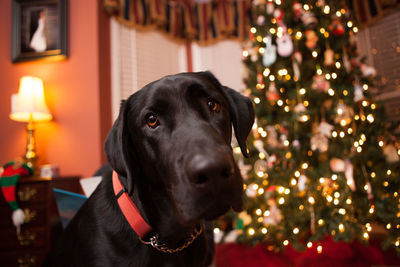 Close-up portrait of dog on illuminated christmas tree