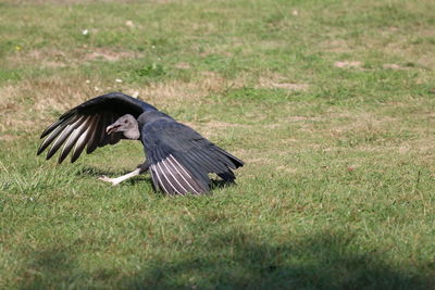 Bird flying in a field