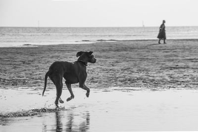 Dog running at beach against sky