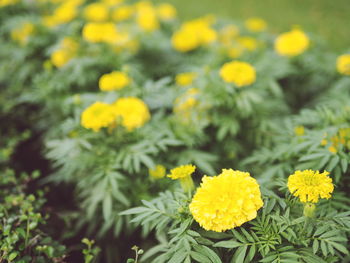 Close-up of fresh yellow flowers blooming in field