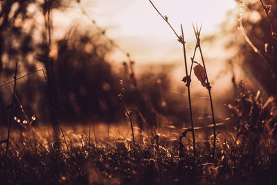 Close-up of plants on field against sky during sunset