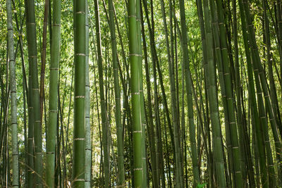 Full frame shot of bamboo trees in forest