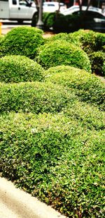 High angle view of plants in garden