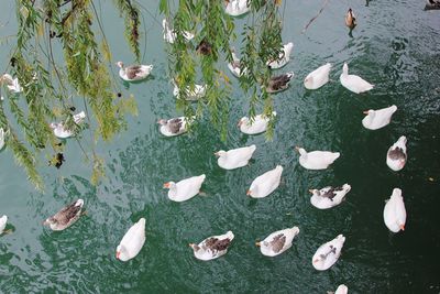 High angle view of fish swimming in lake