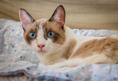 Portrait of cat lying down