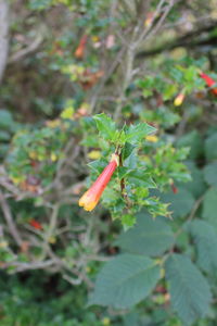 Close-up of insect on plant