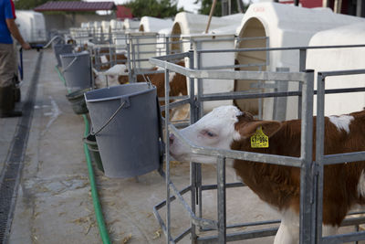 Livestock calf