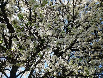 Low angle view of tree against sky