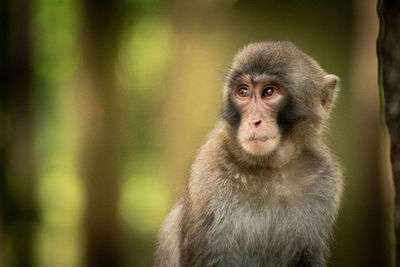 Portrait of monkey looking away