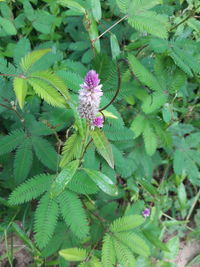 Close-up of flowers blooming outdoors