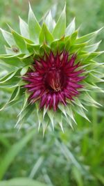 Close-up of red flower