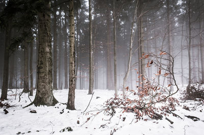 Trees in forest