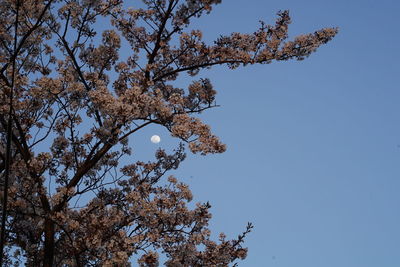 Low angle view of cherry tree against blue sky