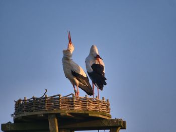 Low angle view of birds on roof against clear sky