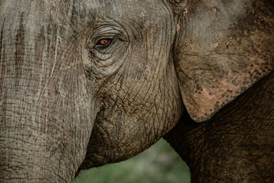 Close-up side view of elephant