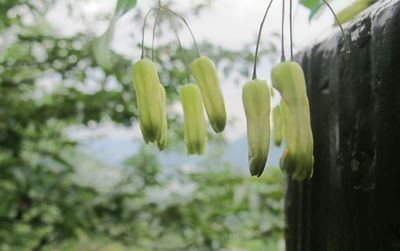 Close-up of flower buds