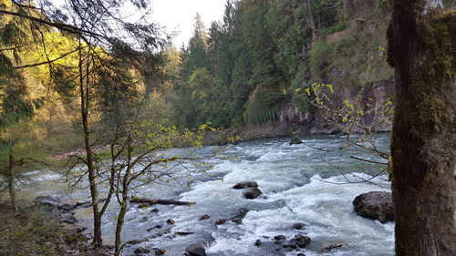 River flowing through forest
