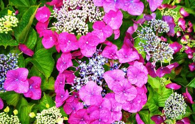 Close-up of pink flowers