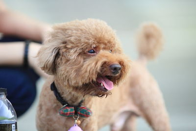 Close-up portrait of dog