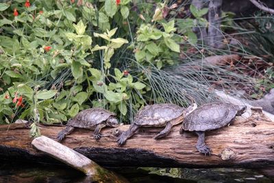 Close-up of snake on plants in water