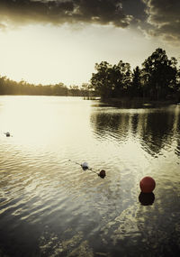 View of ducks swimming in lake