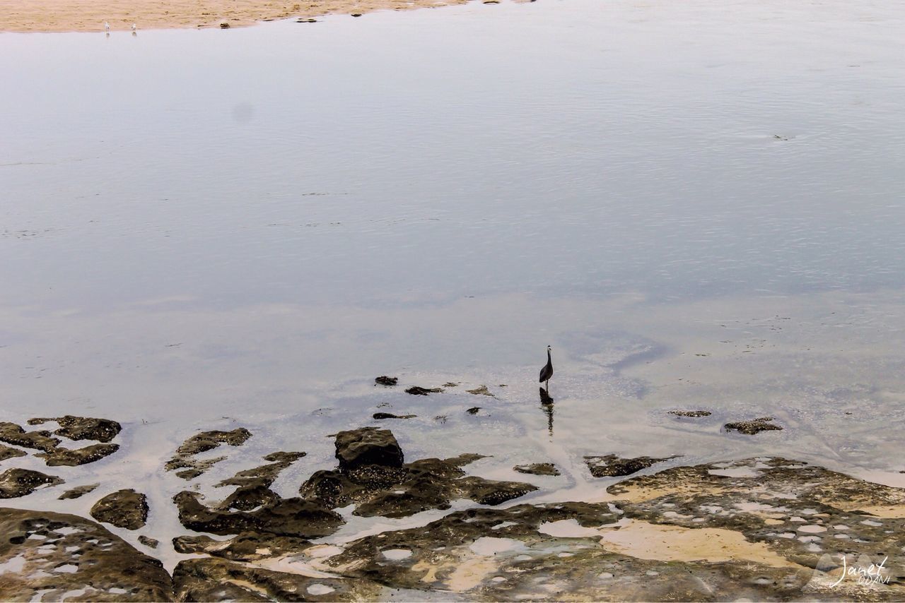 HIGH ANGLE VIEW OF ANIMAL ON BEACH