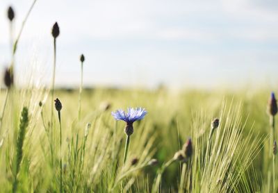 Close-up of flowers growing in field