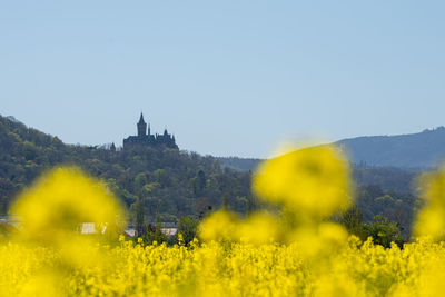 Scenic view of yellow and buildings against clear sky