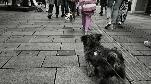 Dog standing on footpath