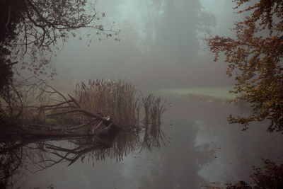 Reflection of tree in lake against sky