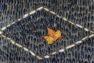 Full frame shot of dry autumn leaves