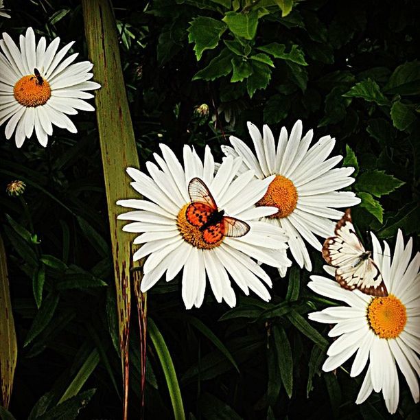 flower, petal, freshness, flower head, fragility, daisy, growth, white color, pollen, beauty in nature, blooming, plant, high angle view, nature, close-up, leaf, in bloom, stamen, botany, field