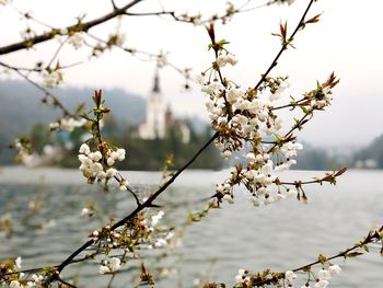 Close-up of cherry blossoms in spring